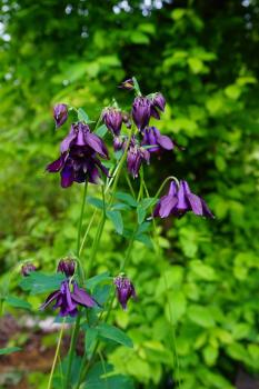 Preview: Akeleikraut  mit Blüten Bio-Qualität zum Räuchern (Aquilegia)