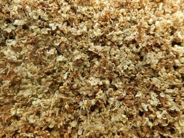 Holunderblüten Räucherwerk