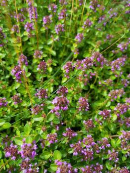 Preview: Quendel Bio-Qualität zum Räuchern