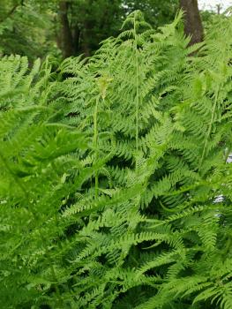 Preview: Farn Bio-Qualität zum Räuchern (Tüpfelfarn - Polypodium vulgare)