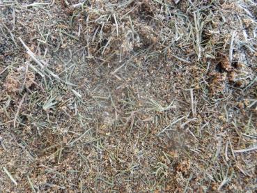 Preview: Labkraut zum räuchern