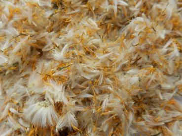 Preview: Löwenzahnblüten räuchern