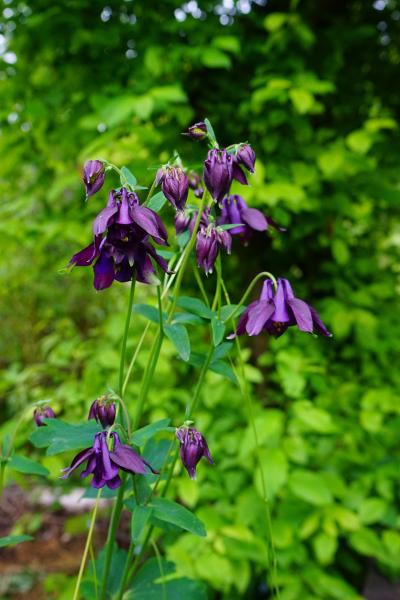 Akeleikraut  mit Blüten Bio-Qualität zum Räuchern (Aquilegia)