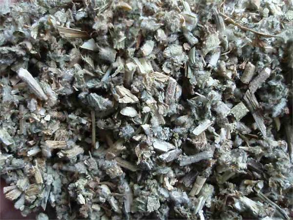 Andornkraut geschnitten