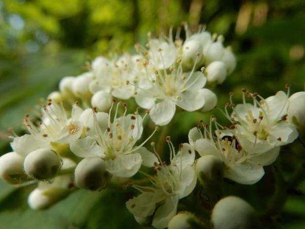 Eberesche Blüten