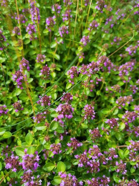 Quendel Bio-Qualität zum Räuchern