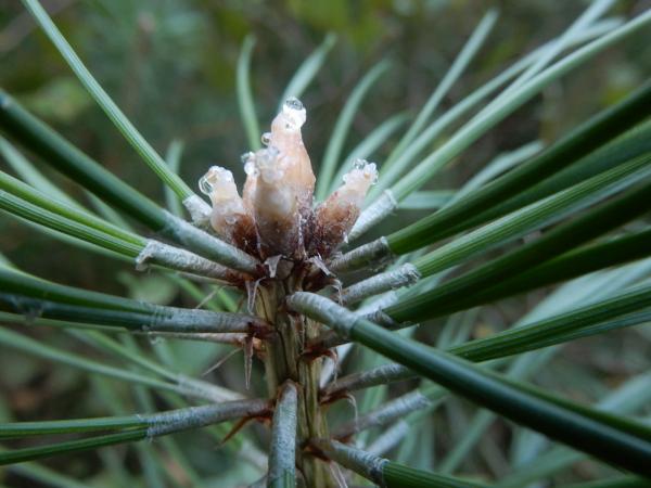 Waldkiefer ätherisches Öl