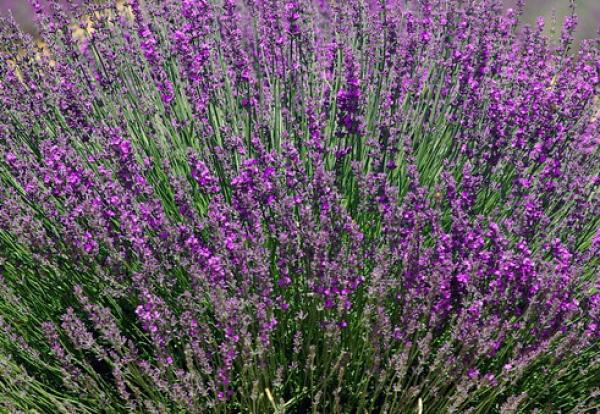 Ätherisches Öl Lavendel Xceranis