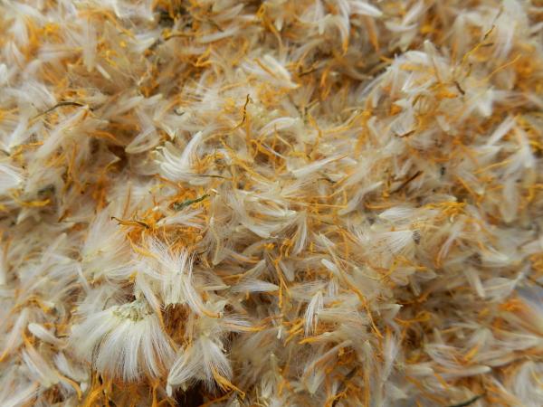 Löwenzahnblüten räuchern