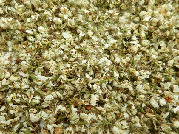 schlehenblüten getrocknet