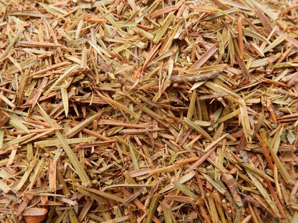 Wacholderspitzen räuchern