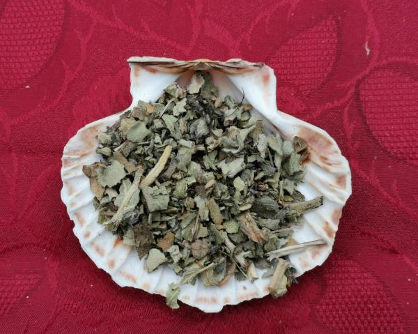 Königskerzenblaetter1